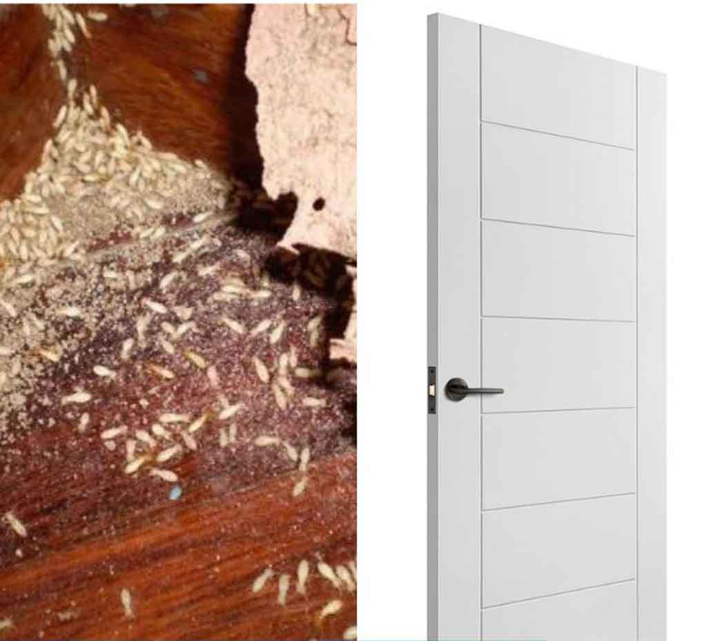 Khả năng chống mối cửa gỗ